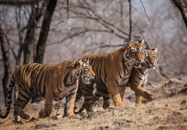 Ranthambore Jungle Safari Tou