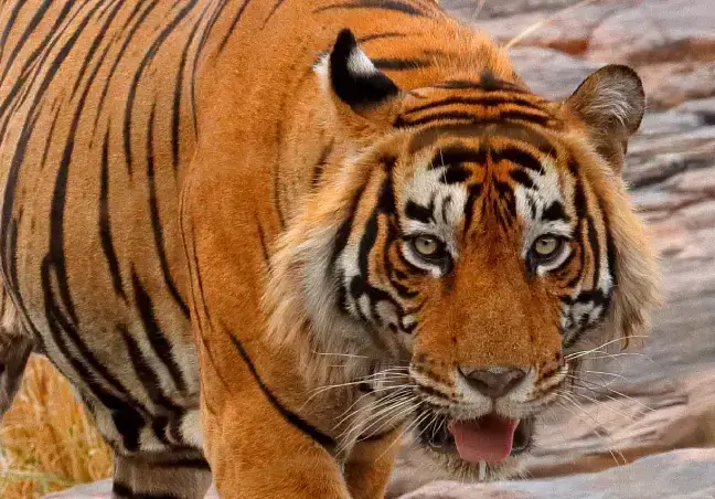 Ranthambore Safari with Agra