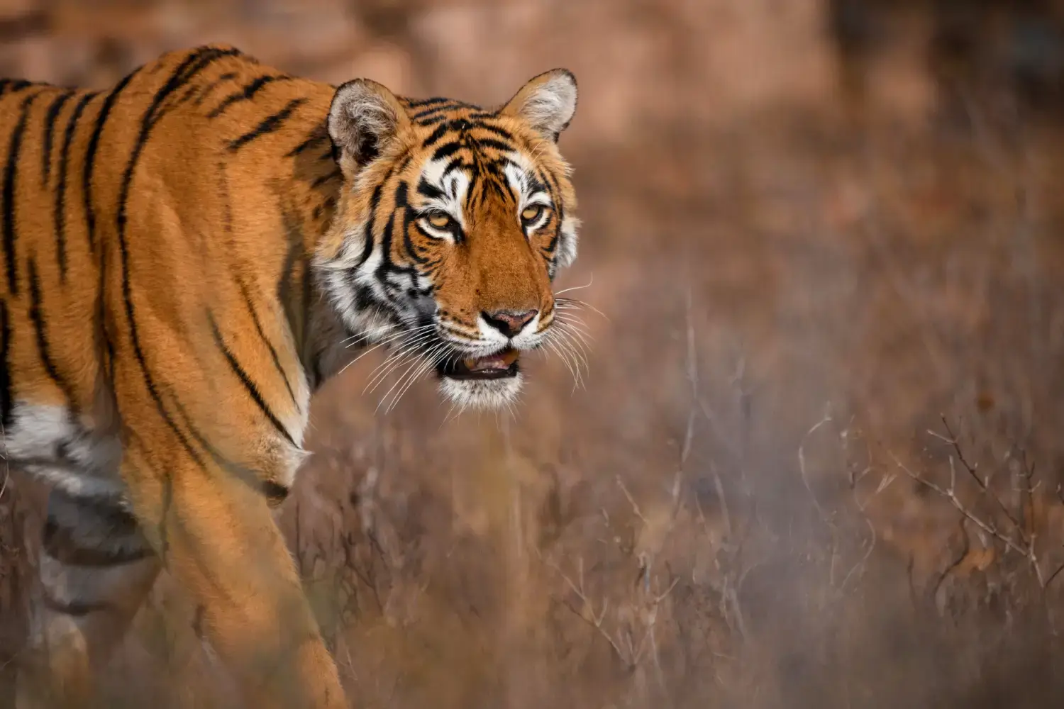 Rajasthan Tour Package