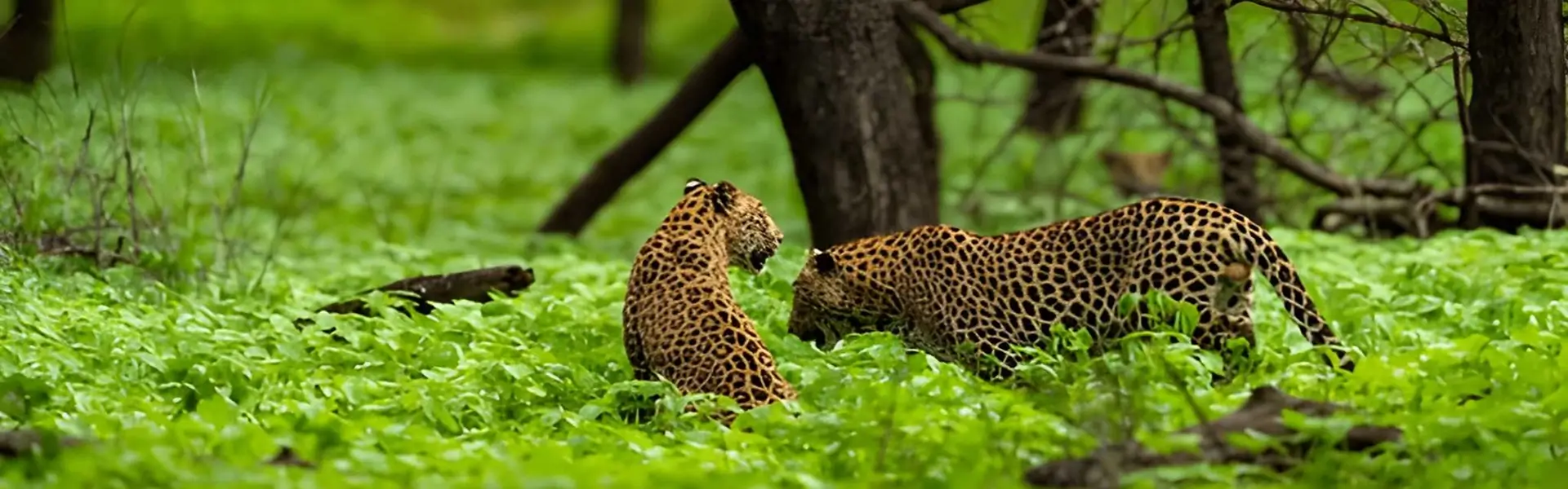 Jhalana Leopard Safari Park 