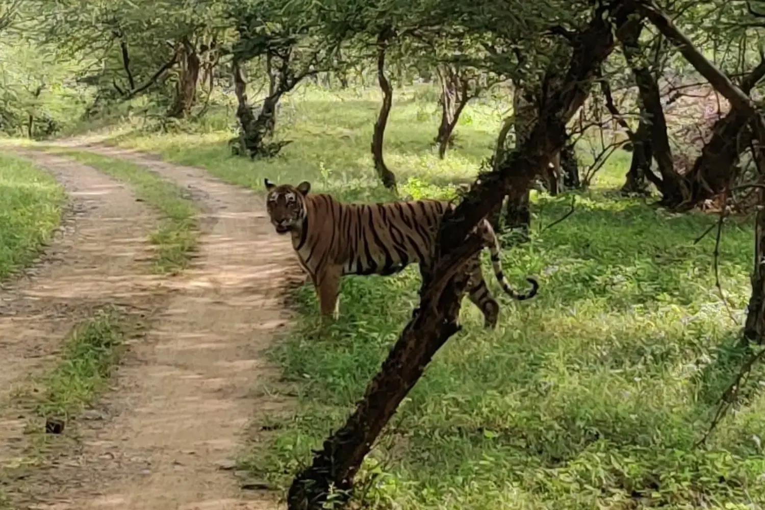 Ramgarh Vishdhari Tiger Reserve
