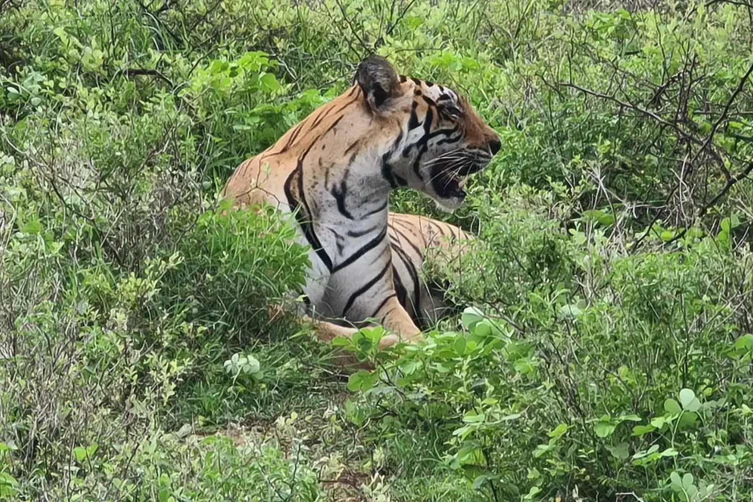 Ramgarh Vishdhari Tiger Reserve