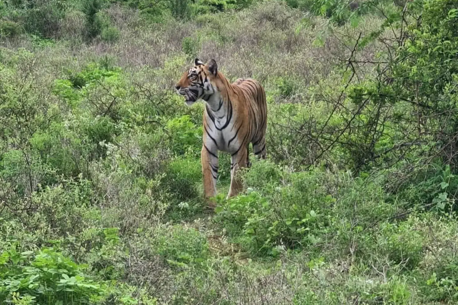 Ramgarh Vishdhari Tiger Reserve