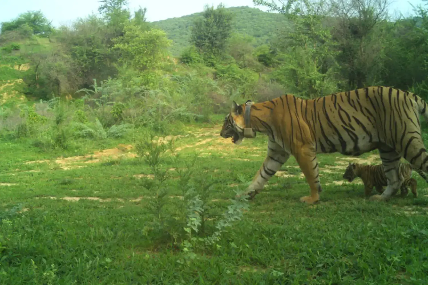 Ramgarh Vishdhari Tiger Reserve